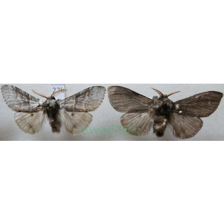 Calliteara pudibunda (Linnaeus, 1758) 2xmale Szczotecznica szarawka Czech22k